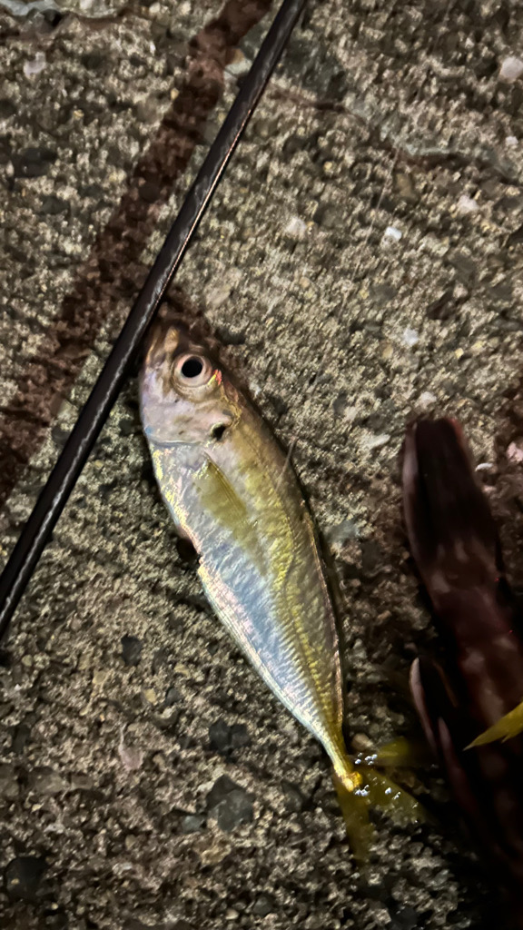 不調の中の癒し