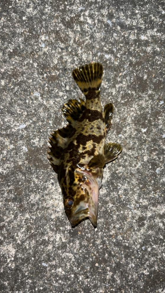 強風アジング(^◇^;)