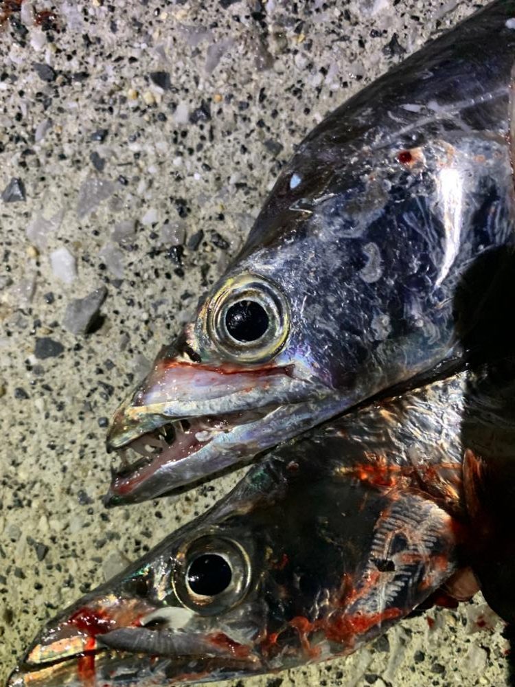 やっぱりタチウオ!