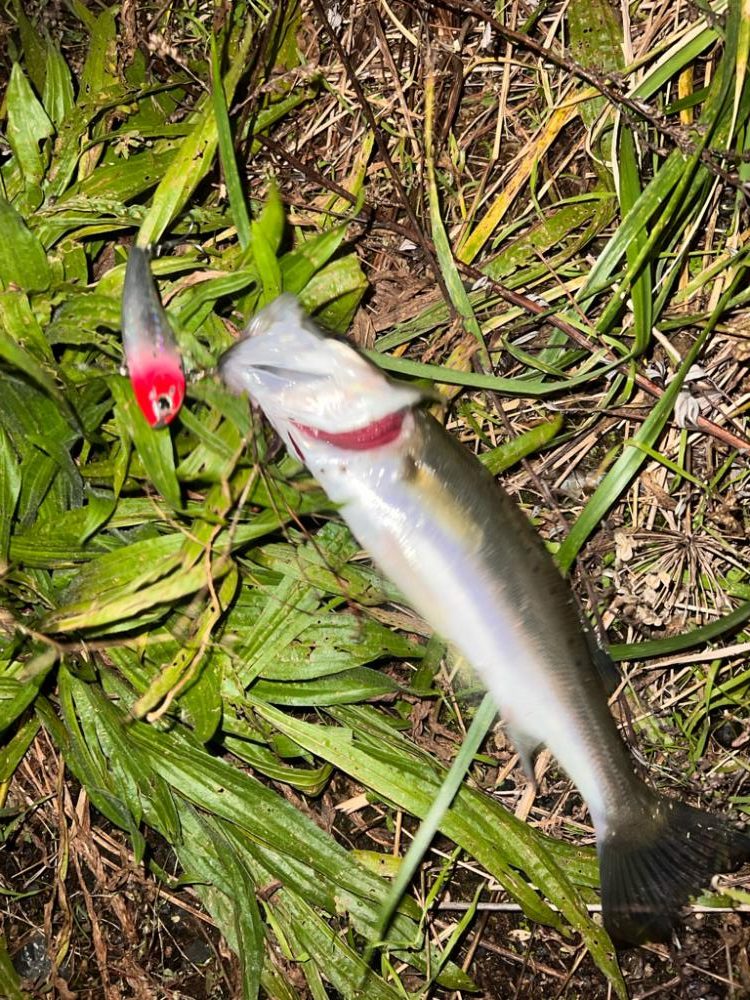 大会前にいい魚