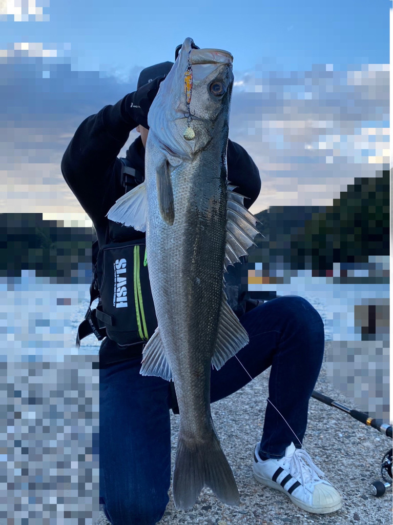 サゴシ狙いのはずが。