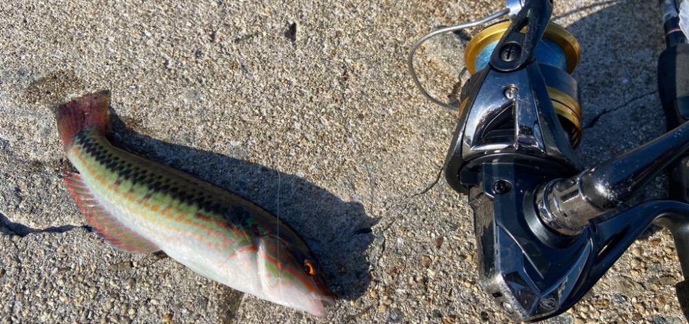 M:I-2 ちょい投げシロギスタ