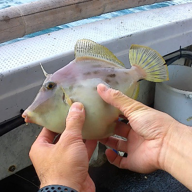 デカカワハギ祭り！