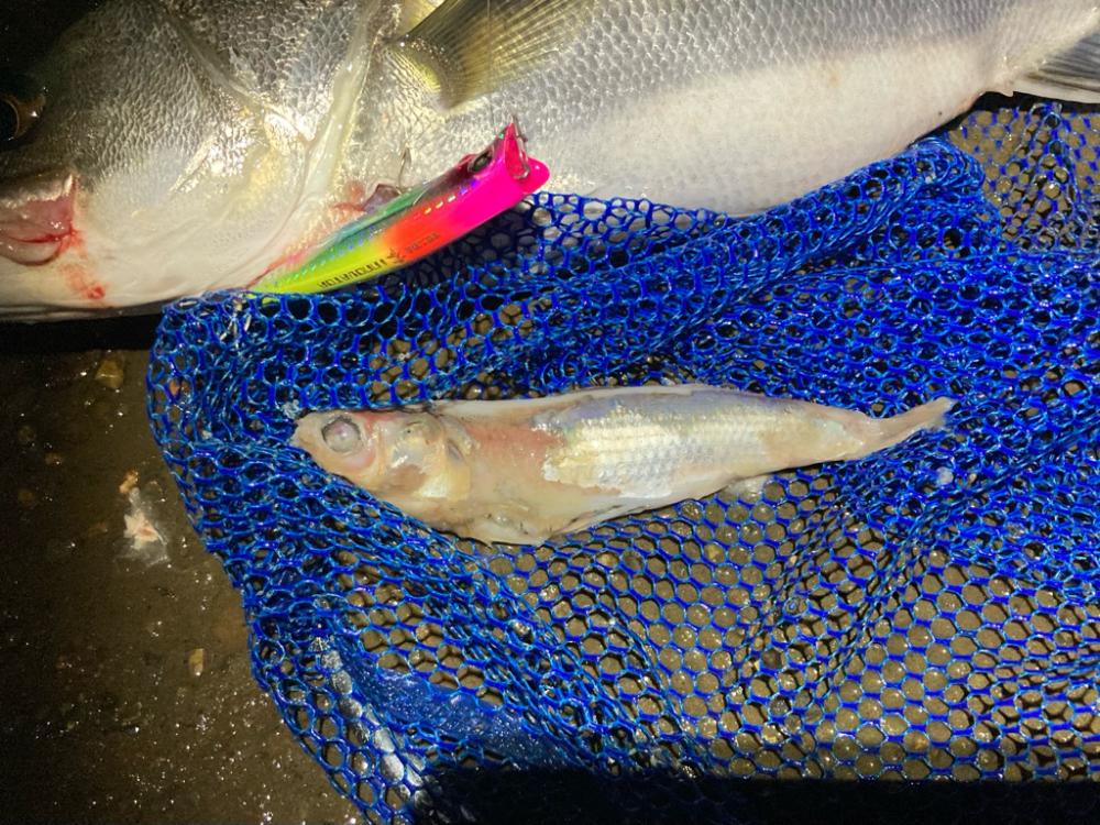 シーバスフィッシング