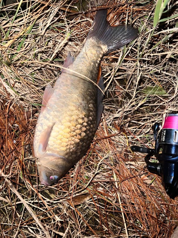 たまにはコイ釣り