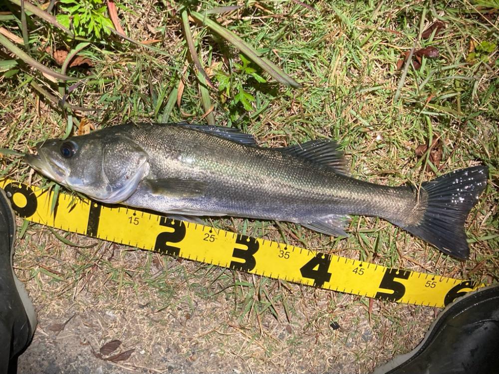 シーバスフィッシング