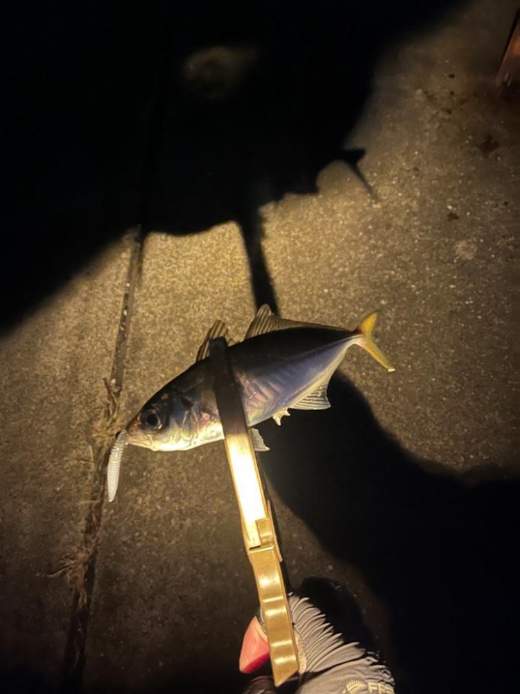 久しぶりにホームでアジング