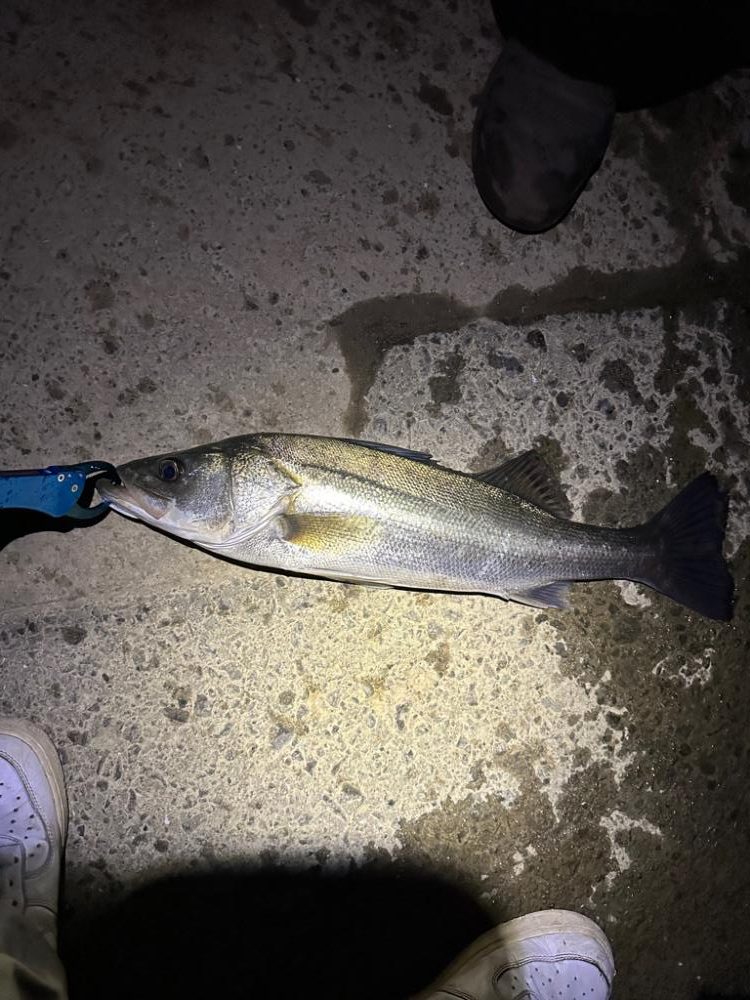 やっと釣れたぁぁあああ