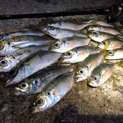 花火翌日のアジング