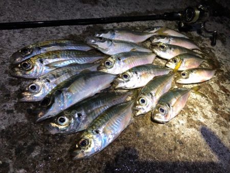 花火翌日のアジング