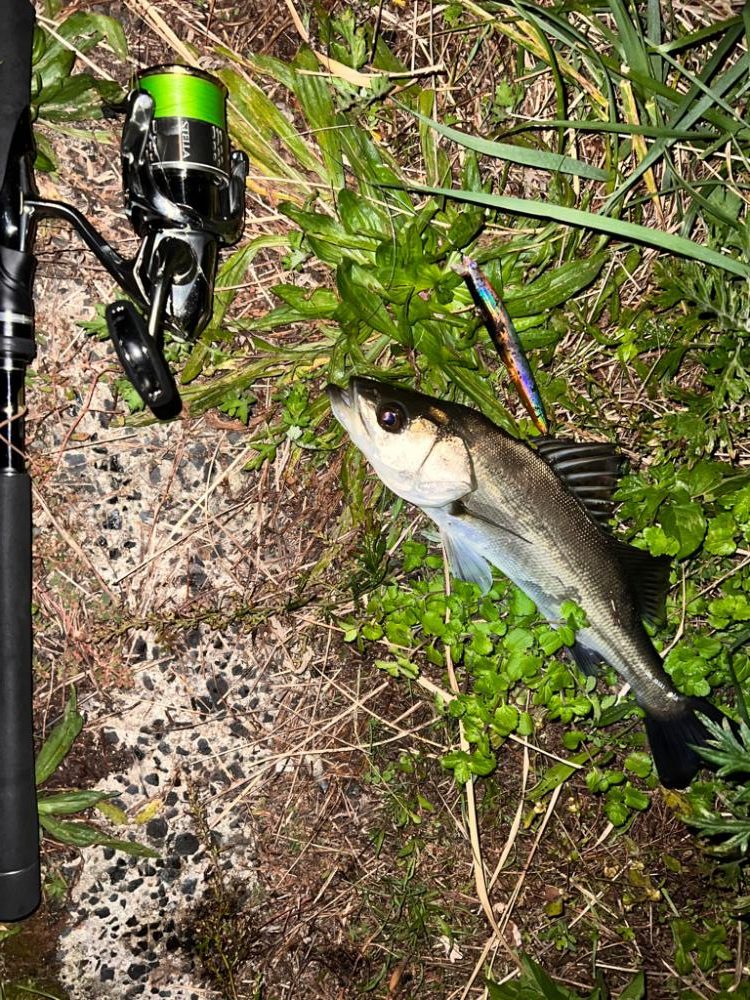 ブローウィン125fの日