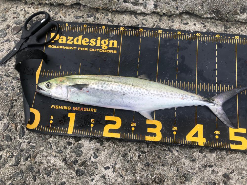 武庫川一文字でサワラ狙い