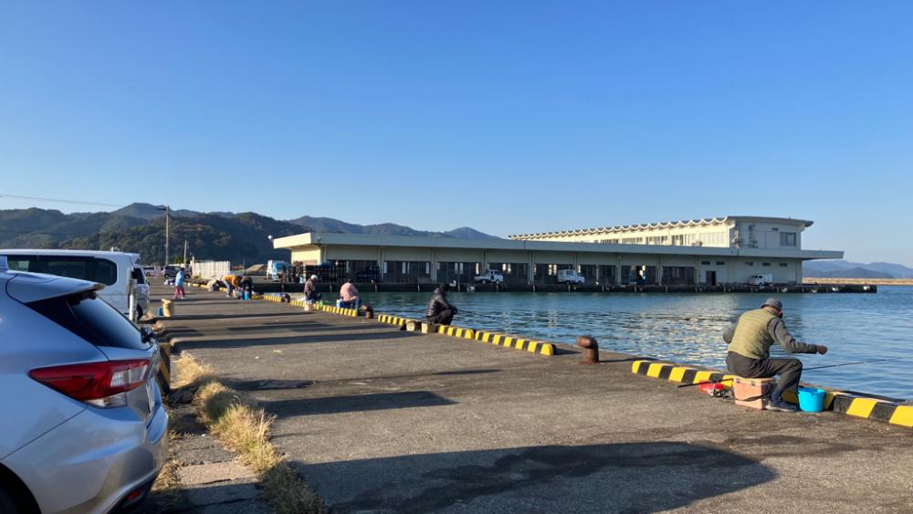 サヨリが釣れた！