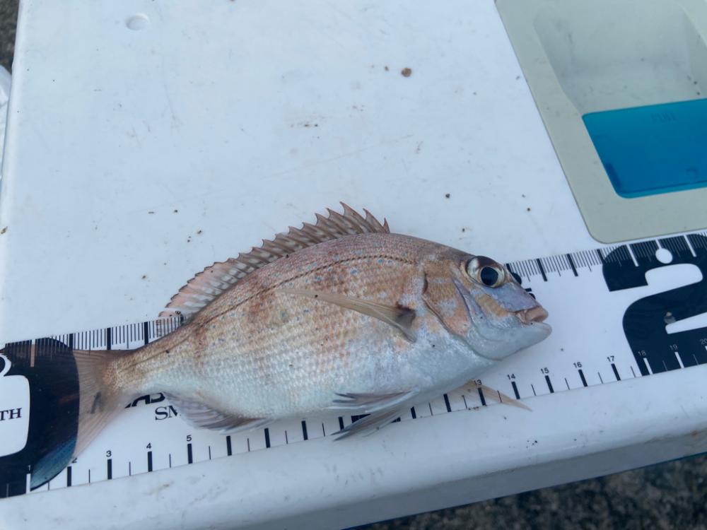 ちょい投げシロギスタのさらばディアルーナ