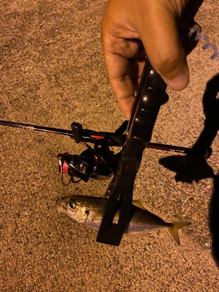 アジング・メバリング