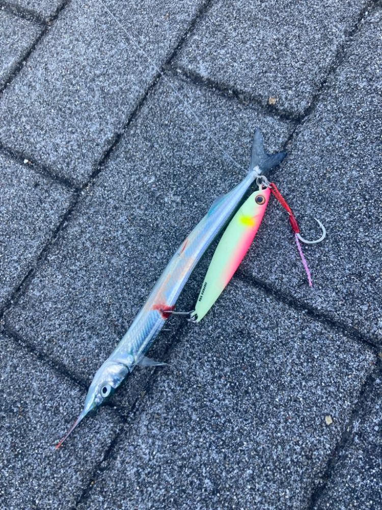 湾奥コスモにイルカ。何とか青牙1本。。