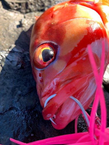 初場所！初魚種！