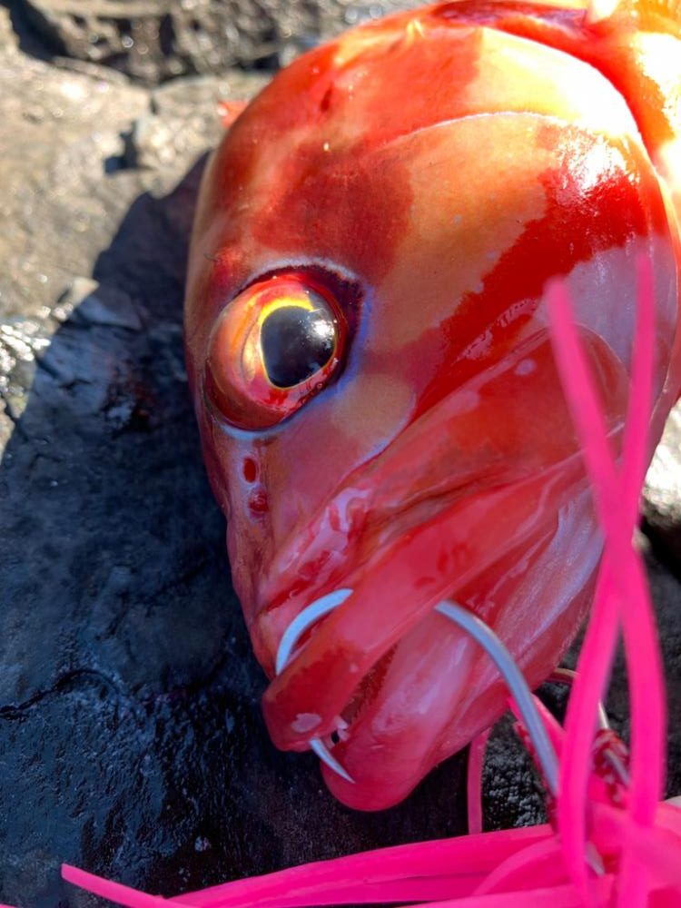 初場所!初魚種!