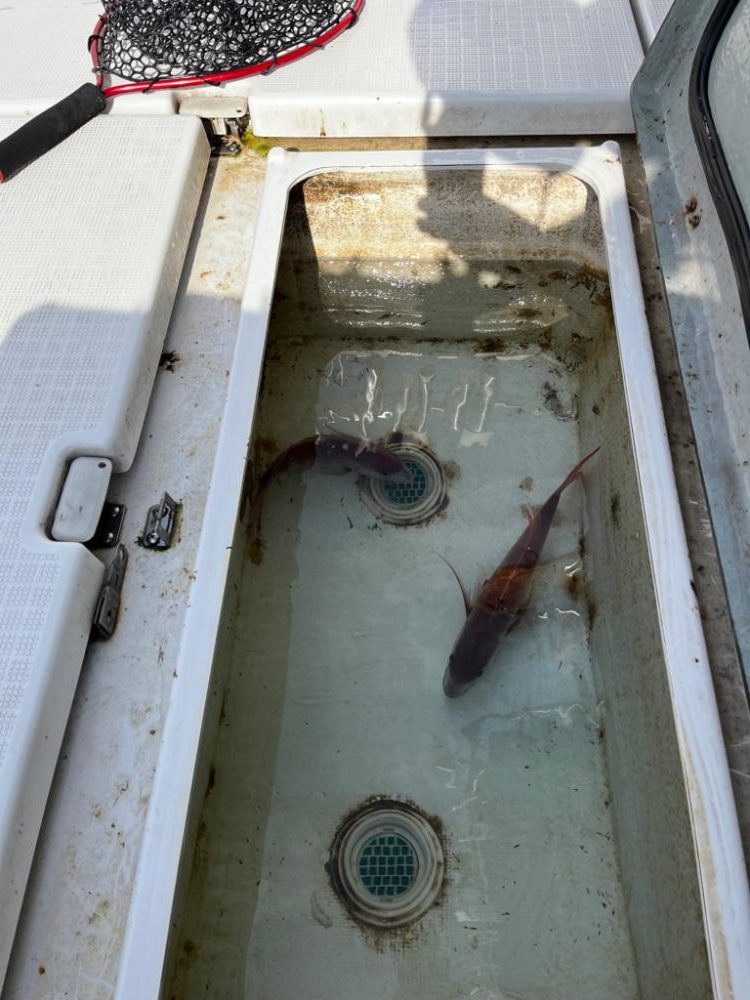 明石タイラバとアオリ