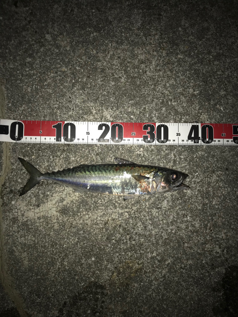 ウキでタチウオ