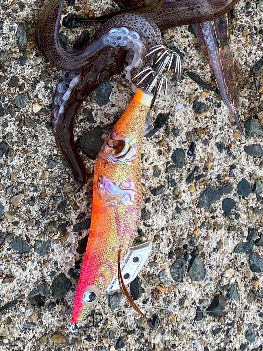 ゲソ１本掛かり