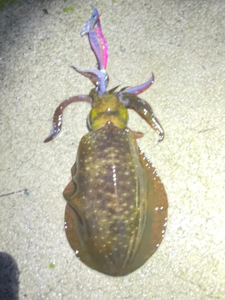 2023 佐渡ヶ島エギング 61回目【11月27日】