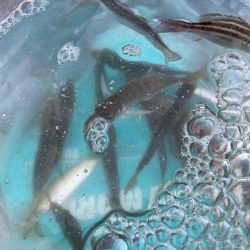 アジはサイズアップ、青物は厳しい