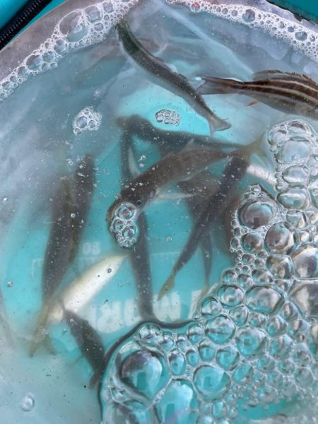 アジはサイズアップ、青物は厳しい