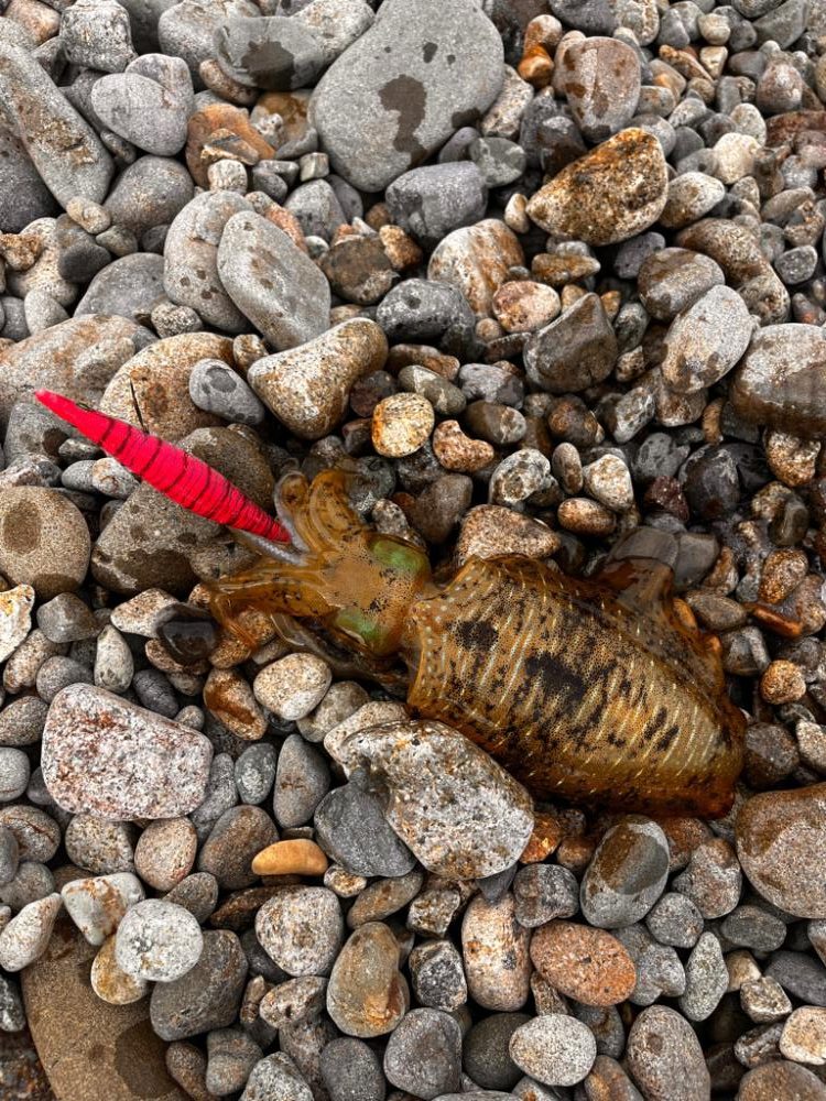 風強め、濁り強め…