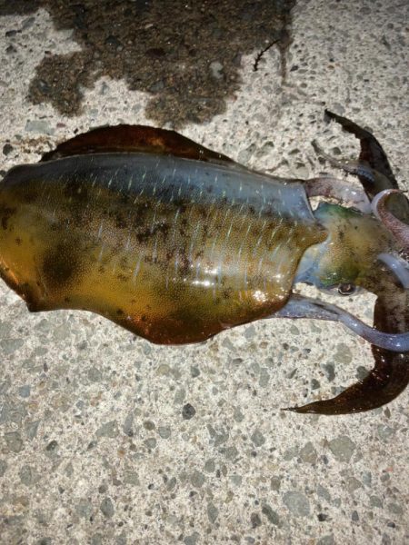 この秋一番のサイズ