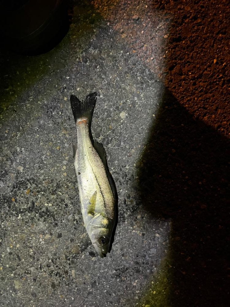 冬のライトゲーム