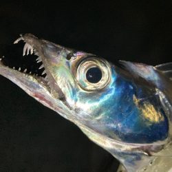 タチウオ探し〜(^O^)