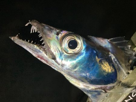 タチウオ探し〜(^O^)