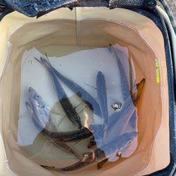 今日もアジだけでした