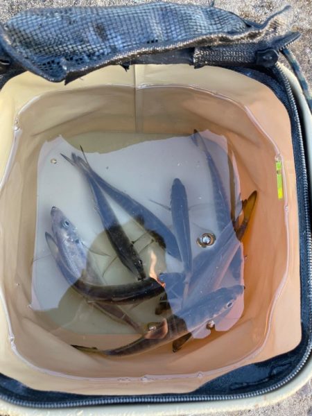 今日もアジだけでした