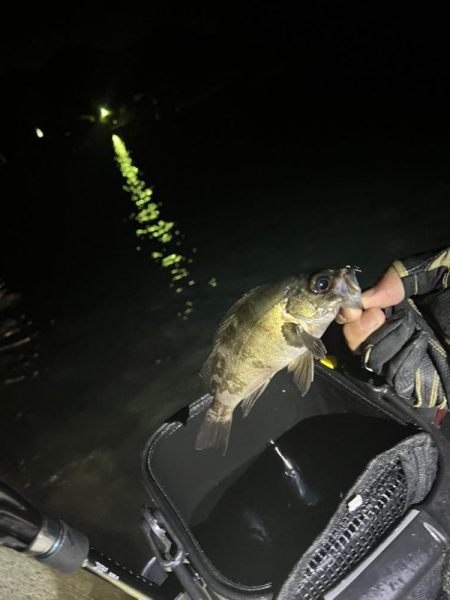 メバルを探しに