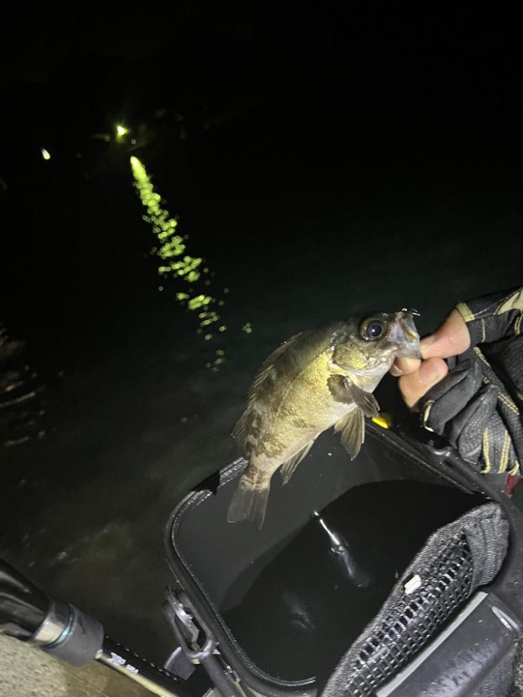 メバルを探しに