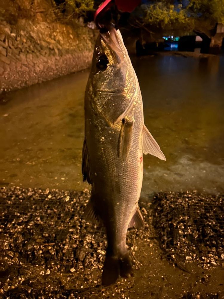 やっと秋爆を感じた