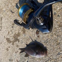 M:i:III ちょい投げシロギスタ