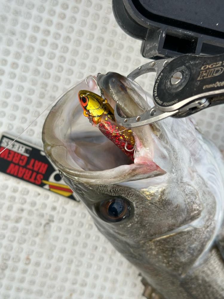 2時間だけの入れ食い！