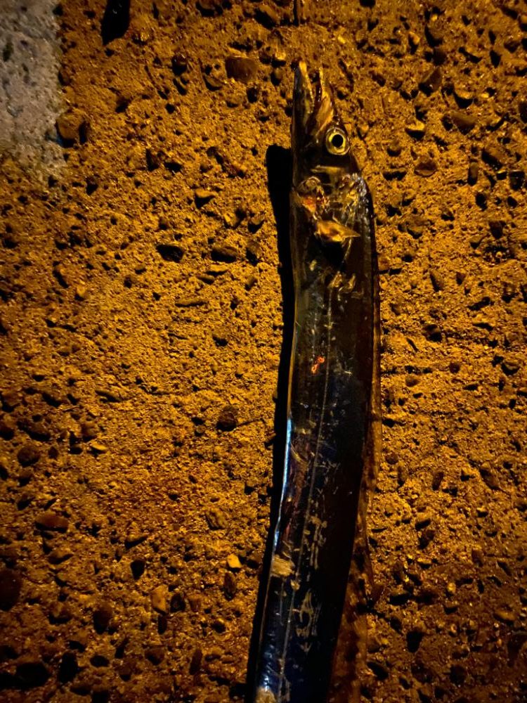 潮が止まると食い気も、、、