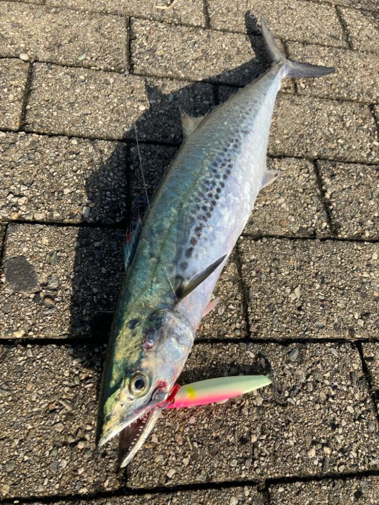 湾奥は北東強風。青牙マルチ。。