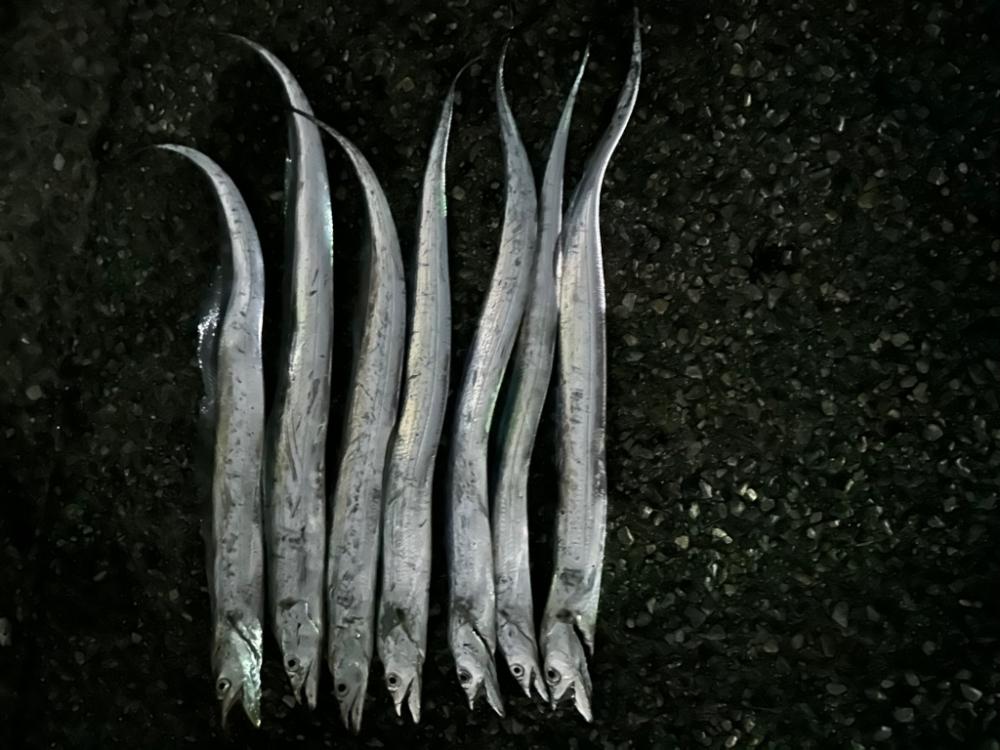 タチウオ釣り