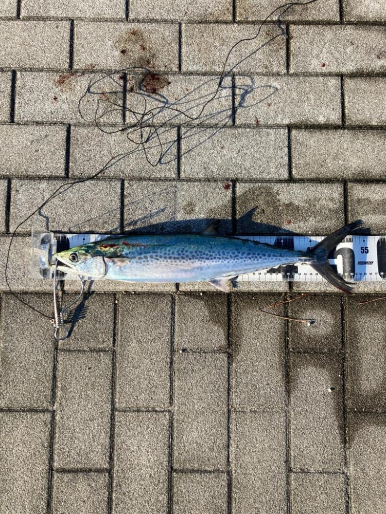 湾奥コスモにイルカ再び。デイ青牙マルチ。。