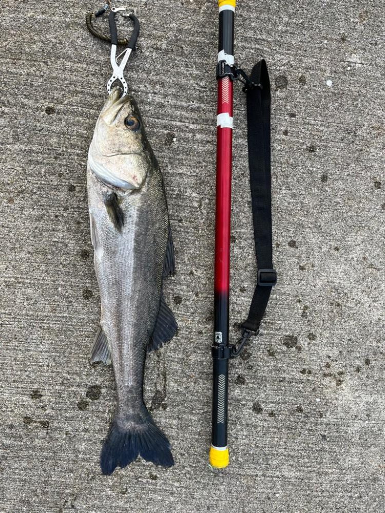 大アジやスズキが釣れました