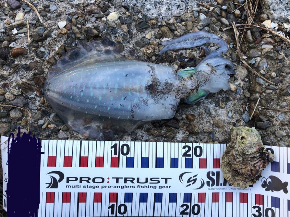 風裏のポイントで