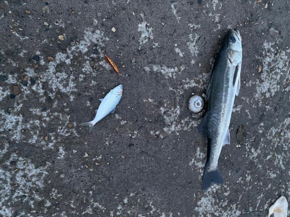 ランカーシーバス連続と良型のアオリ