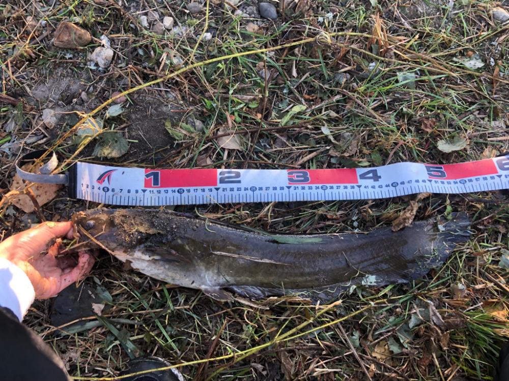 バス釣りという名のナマズ釣り