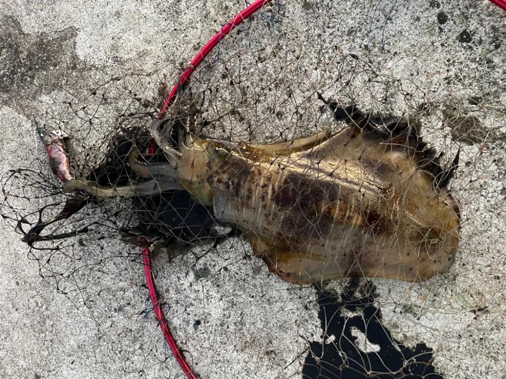 2023 佐渡ヶ島エギング 58回目【11月22日】