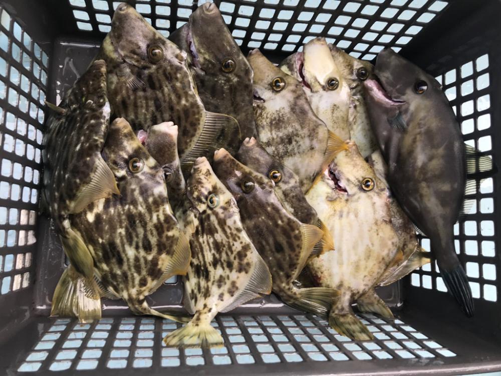 室津の秋フグ爆釣